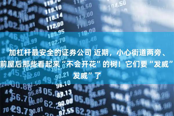 加杠杆最安全的证券公司 近期，小心街道两旁、房前屋后那些看起来“不会开花”的树！它们要“发威”了